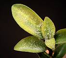 Monadenium pseudoracemosum
