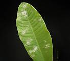 Euphorbia viguierei