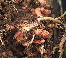 Roots of Monadenium stapelioides