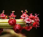 Euphorbia cryptospinosa