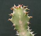 Euphorbia fractiflexa