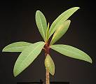 Euphorbia plumerioides