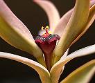 Euphorbia thinophila