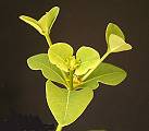 Euphorbia transvaalensis