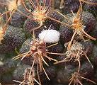 Frailea spec. (cactus)